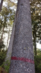 Pinus ayacahuite