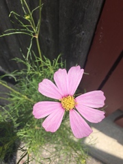 Cosmos parviflorus