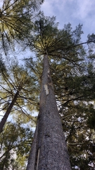 Pinus ayacahuite