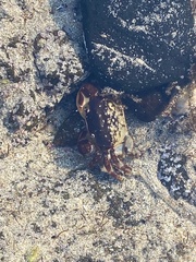 Cyclograpsus granulosus