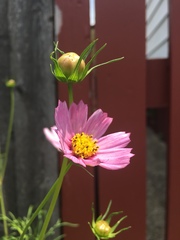 Cosmos parviflorus