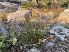 Juncus parryi