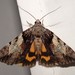 Hawthorn Underwing Moth - Photo (c) Jennifer Murdoch, some rights reserved (CC BY-NC), uploaded by Jennifer Murdoch