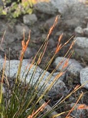 Juncus parryi