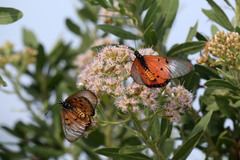 Acraea neobule neobule