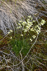 Silene paucifolia