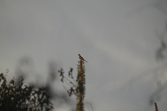 Oena capensis aliena