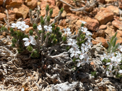 Linanthus caespitosus