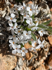 Linanthus caespitosus