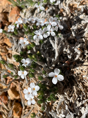 Linanthus caespitosus