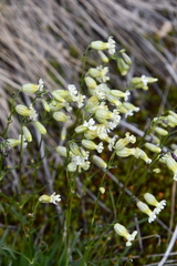 Silene paucifolia