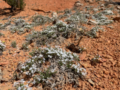 Linanthus caespitosus