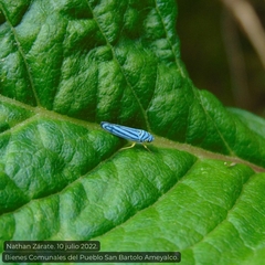 Graphocephala flavovittata