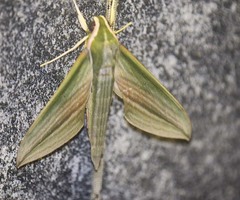 Cechetra lineosa