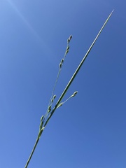 Kellochloa brachyantha
