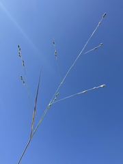 Kellochloa brachyantha