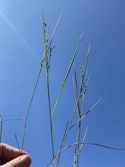 Kellochloa brachyantha