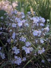 Phacelia pringlei