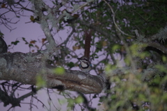 Uratelornis chimaera