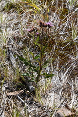 Saussurea parviflora