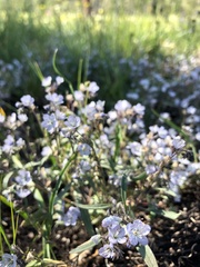 Phacelia pringlei