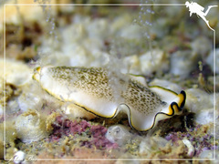 Pseudoceros heronensis