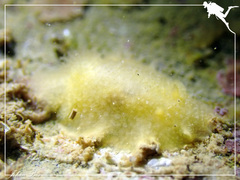 Doriopsis granulosa