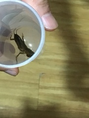 Gryllotalpa orientalis