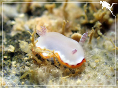 Goniobranchus rubrocornutus