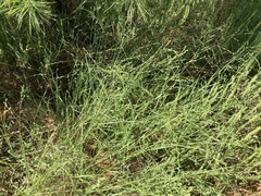 Kellochloa brachyantha