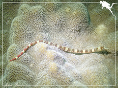 Corythoichthys amplexus