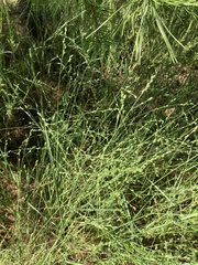 Kellochloa brachyantha