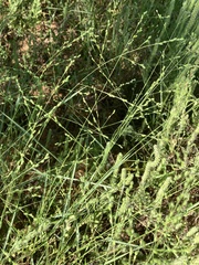 Kellochloa brachyantha
