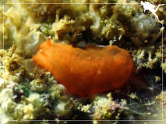 Dendrodoris nigra