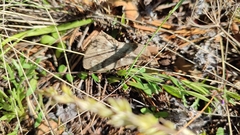 Dendrolimus superans sibiricus