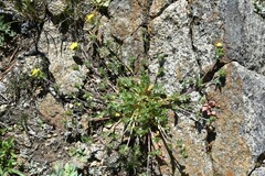 Potentilla drummondii