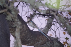 Uratelornis chimaera