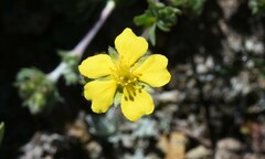 Potentilla drummondii