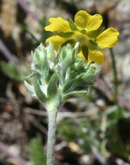 Potentilla drummondii