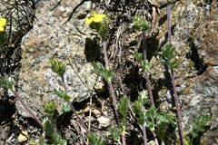 Potentilla drummondii