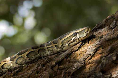 African Rock Python