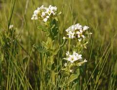 Tournefortia sibirica