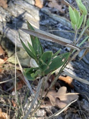 Dichanthelium ravenelii