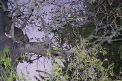 Uratelornis chimaera