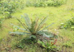 Cycas siamensis