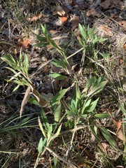 Dichanthelium ravenelii