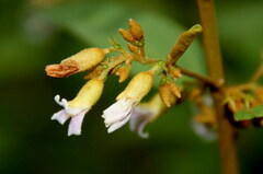 Helicteres angustifolia