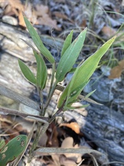 Dichanthelium ravenelii