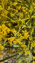 Bilacunaria boissieri