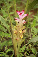 Curcuma